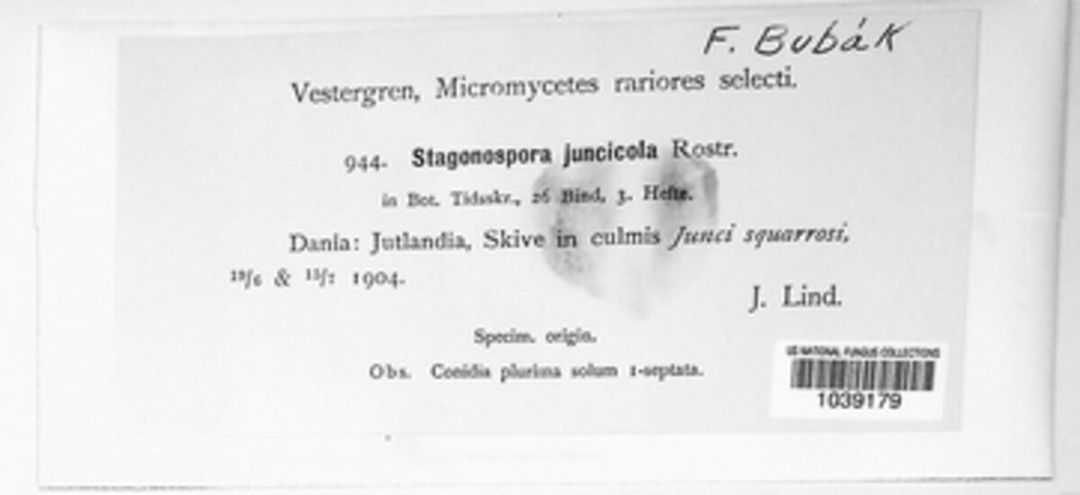 Stagonospora juncicola image